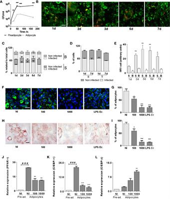 Brucella abortus Infection Modulates 3T3-L1 Adipocyte Inflammatory Response and Inhibits Adipogenesis